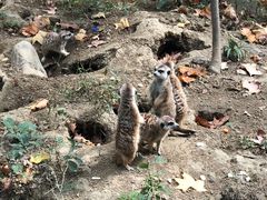 -常州淹城野生动物世界