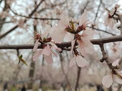 -桃花堤公园