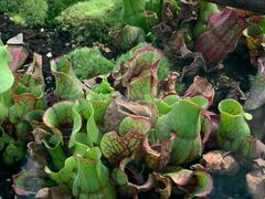 -国家植物园南园