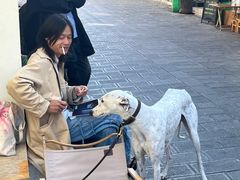 -大青树咖啡(大理古城店)