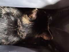-爱侣·安琦尔宠物医院·中兽医针灸·心内科·狂犬免疫点(宝山区院)