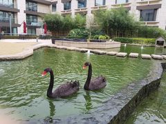 -行者书屋大堂吧 ·下午茶(南京圣和府邸酒店)