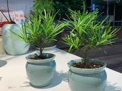 -森味薪火烧•烧鸟居酒屋•日本料理(望京店)