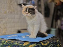 -平行世界·猫咖(首经贸店)