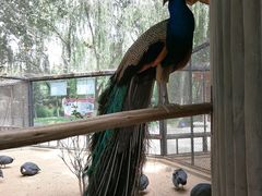 -石家庄市动物园