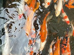 -西双版纳原始森林公园