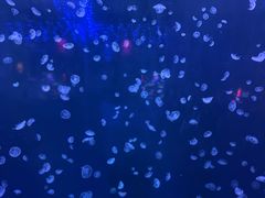 -太平洋海底世界