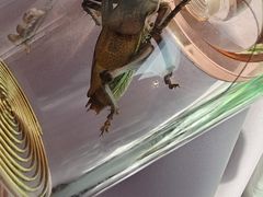 -中环花鸟鱼虫市场