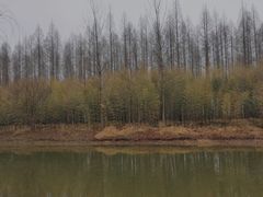 -黄海国家森林公园