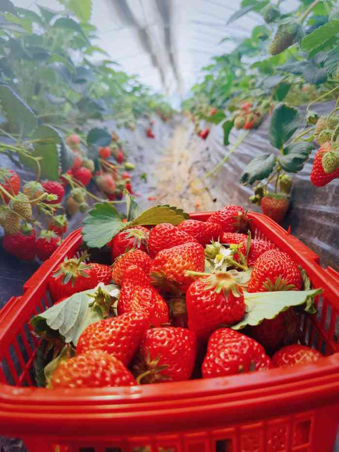 扬州西江生态园草莓图片
