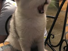 -猫猫幼稚园·撸猫·桌游·电玩