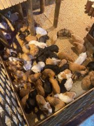 -酷嗒动物文化乐园(cutezoo西溪乐天城店)