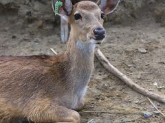 -鹿境梅花鹿生态园区