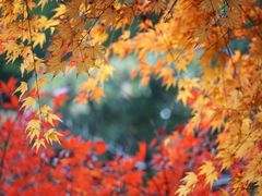 -上海市保健医疗中心