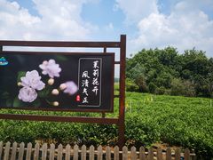 -中华茉莉园