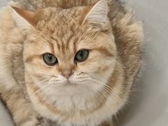 -有喵·猫咖·狗咖·30几只猫10只小狗(岗厦店)