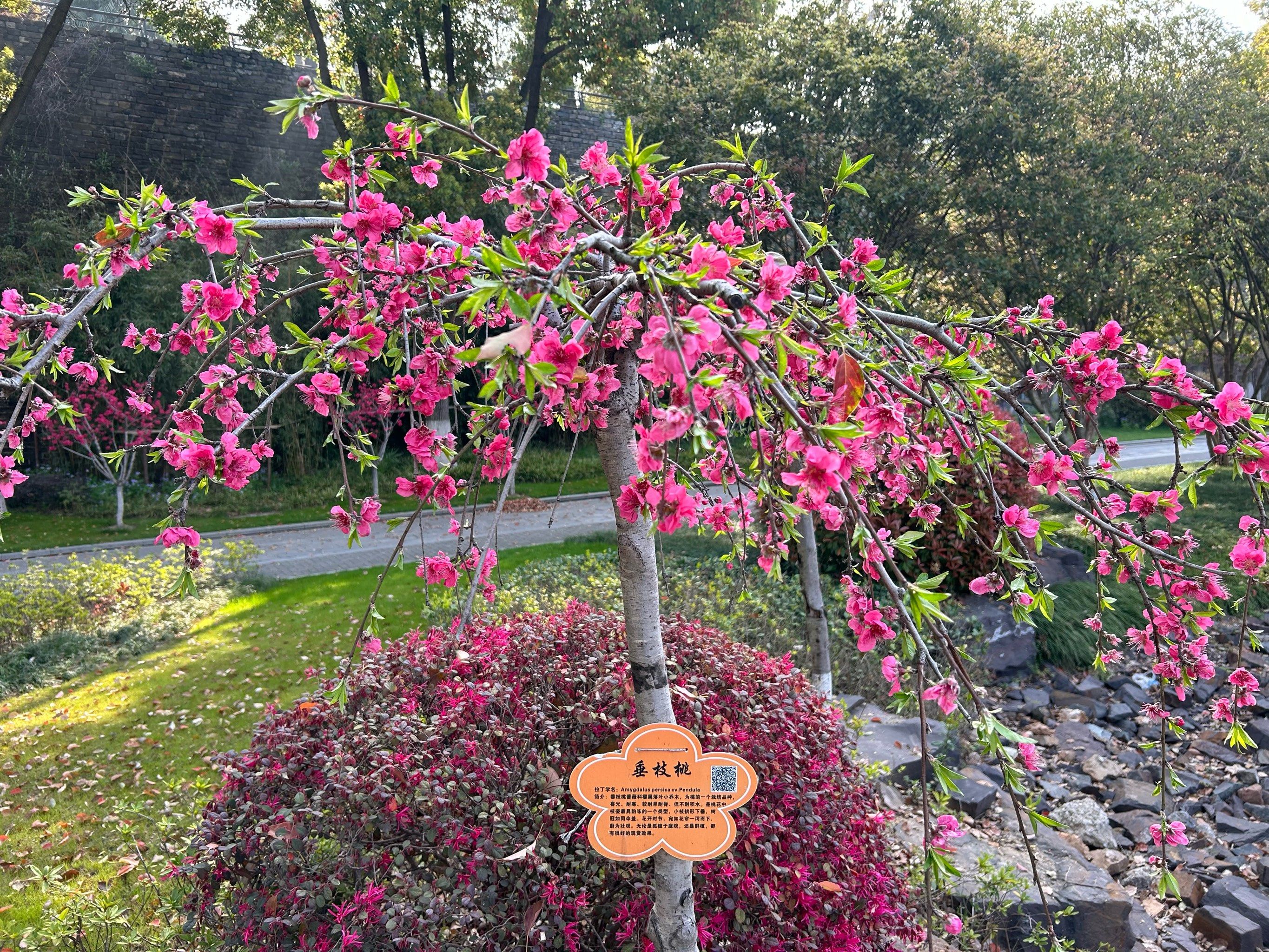 小桃园里的垂枝桃