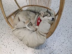 -Husky Go!哈士奇体验馆·宠物咖啡厅狗咖