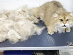 -乐琪宠物医院·犬猫专科·骨外科·急重症
