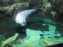 -石家庄海洋公园
