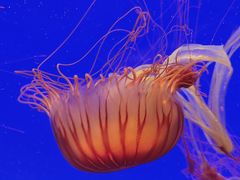 -上海海洋水族馆