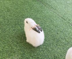 -萌宠亲子动物乐园(槐房万达店)