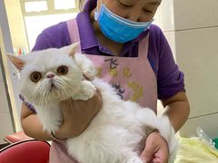 -北京观赏动物医院·24小时大型综合·猫专科·异宠专科