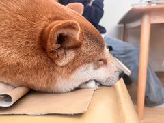 -柴の食堂·日式家庭料理·熊之肆(大学路店)