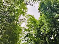 -成都大熊猫繁育研究基地