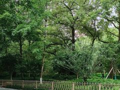 -西湖风景区十里琅珰-五云山