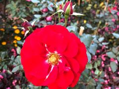 -人民公园(罗湖区)