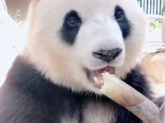 -呷哺呷哺(河间信发商厦店)