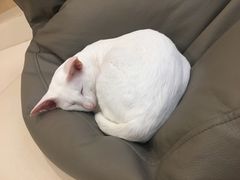 -飞行喵MR PILOT|猫舍·猫咖(静安大融城店)