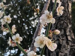 -荔枝公园(福田区)