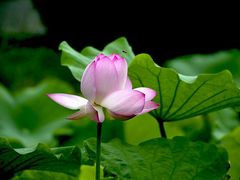 -四川大学(华西校区)