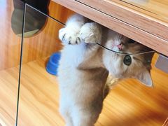 -猫十亿·布偶金渐层·曼基康矮脚猫舍(青年路店)