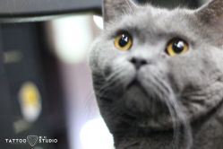 -飛凡TATTOO纹身•原创