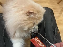 -滚猫咖啡·猫咖·猫友好撸猫(未来城店)