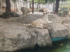-灵玲国际马戏城