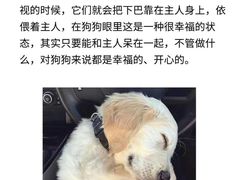 -翊宠yipet猫狗购宠庄园犬舍•猫舍