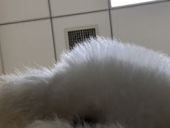 -芭比堂动物医院·犬猫全科·异宠专科(雁塔分院)