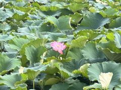 -泗洪洪泽湖湿地景区