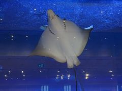-迪拜水族馆及水下动物园