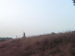 -大塘金香草谷