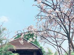 -天适樱花悠乐园