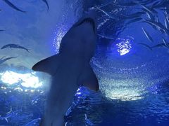 -海合安武汉极地海洋公园