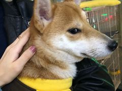 -逗柴咖啡屋·狗咖猫咖宠物桌游