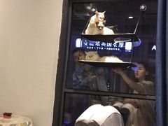 -吉丁鸟咖·异宠·寄养
