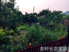 -老村长农家院