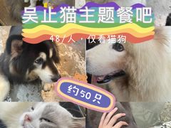 -more than meow吴止猫主题餐厅(承德 中船汇店)
